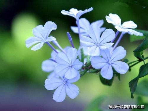 白琼花花语究竟蕴含着怎样的美好寓意