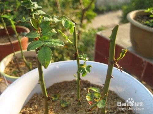 早春的奥秘：萌芽前的准备