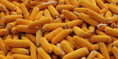 2025年10月，西平玉米粮站、粮商、农户价格相差多少？