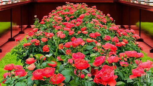 月季品种繁多， 美不胜收