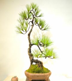 园林雪松造型：自然与艺术的邂逅