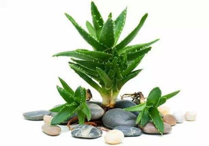 咨询专家，选择合适的植物