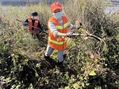 洋草之痛，每年损失380亿