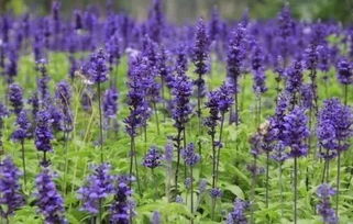 薰衣草：庭院里的清香气息