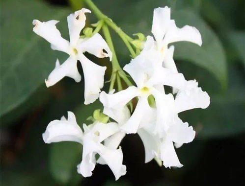 夏天种植，花儿也Neng活