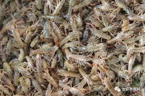 小龙虾种虾和虾苗投放，需考虑密度、规格及生长周期