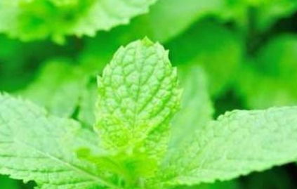 菜地里的忧愁与希望