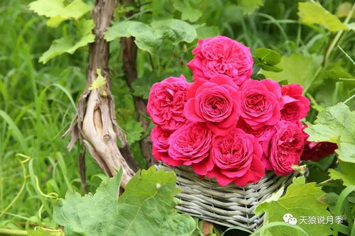 这花的叶子， 简直美得不像话