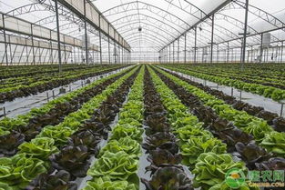 天津三月蔬菜种植指南