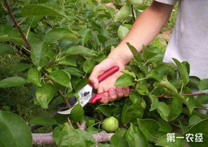 果树修剪知识与技术有哪些技巧，如何提高果实产量和品质