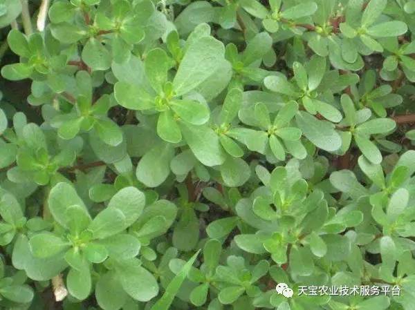 马齿苋家庭养殖技术要点有哪些？新手种植有哪些诀窍