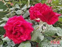 月季花海扮美肇庆， 美艳绽放引游客