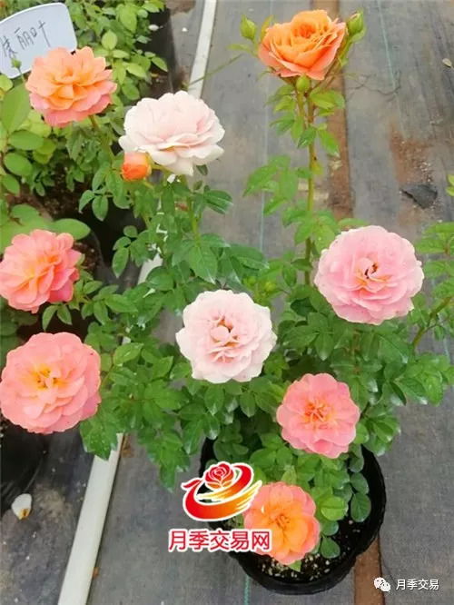 月季苗的选择：选对品种， 养好花