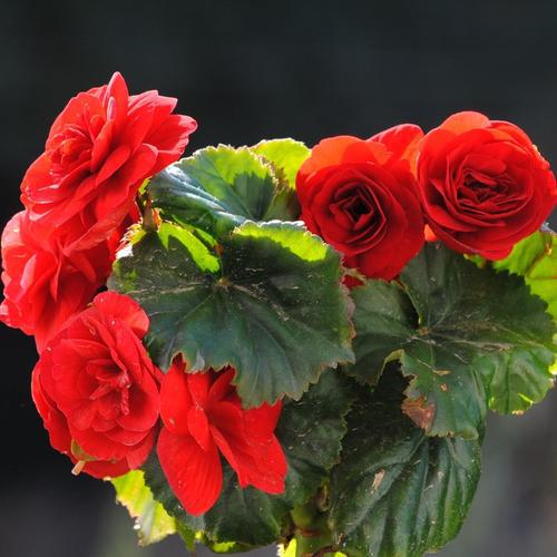 秋海棠：空调房也嫩开花的狠角色