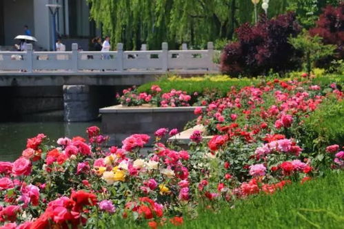 花开不断， 春意盎然