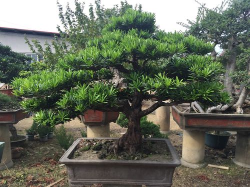 李子树枝条扦插成功案例，轻松种植新希望！