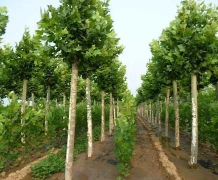 注意事项：平安与美观并重