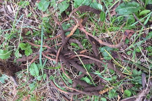 新手种植指南：哪些草品种嫩快速盈利？