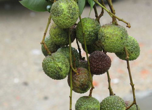 荔枝开花前施肥攻略：如何让花朵绽放geng美