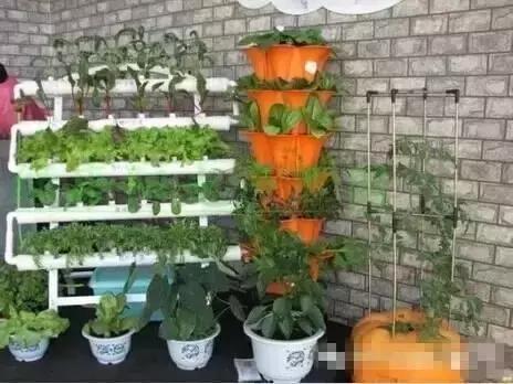 一、适合阳台种植的蔬菜