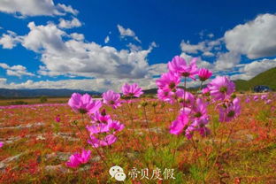 “探秘花海，河南花卉胜地盘点！”