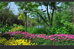 再力花：水边的蓝色精灵