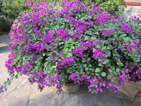 三角梅的养护小贴士