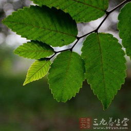 榉树叶子变黄， 揭秘背后的秘密