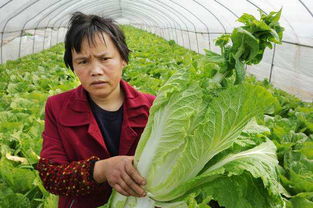 白菜种子催芽是将白菜种子在适宜条件下发芽