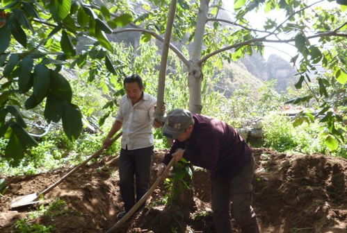 大树移栽， 细节决定成败
