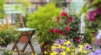 种在院子里的小期待