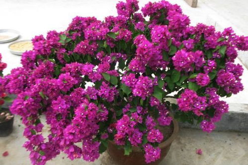 孕蕾期是三角梅花蕾生长的关键时期