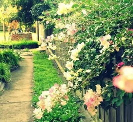 红色双溪玫瑰：香气袭人，美不胜收