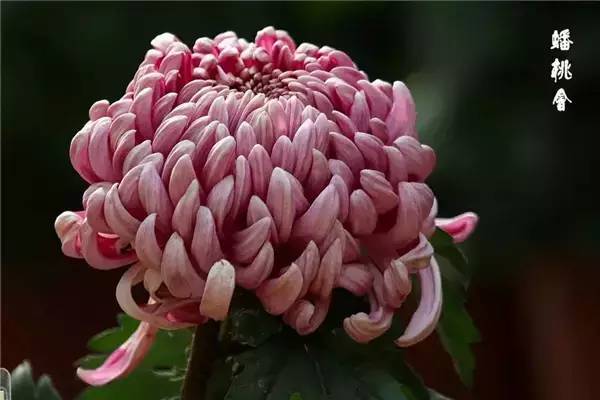 菊花象征长寿，除了扫墓