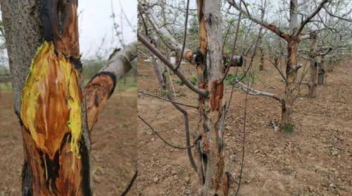 春季果园清园，锯、剪、刮、涂、清、喷