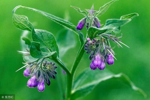 紫浆草种子种植全攻略