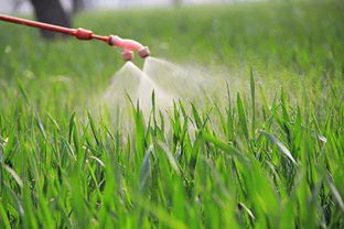 葡萄树打农药的Zui佳时机