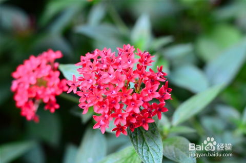 春季里哪种花在什么时候盛开