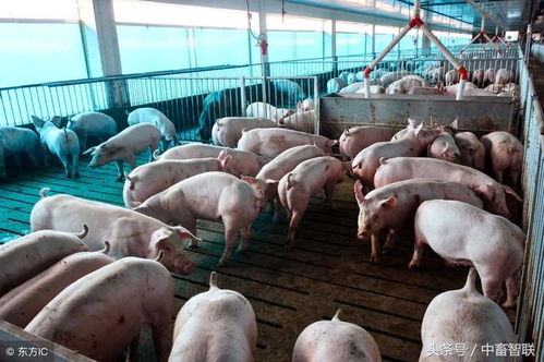 优化猪舍环境，显著减少应激病风险