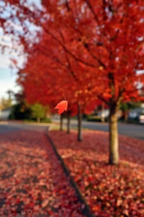 樱花秋天叶子颜色大揭秘：金黄、火红还是翠绿？
