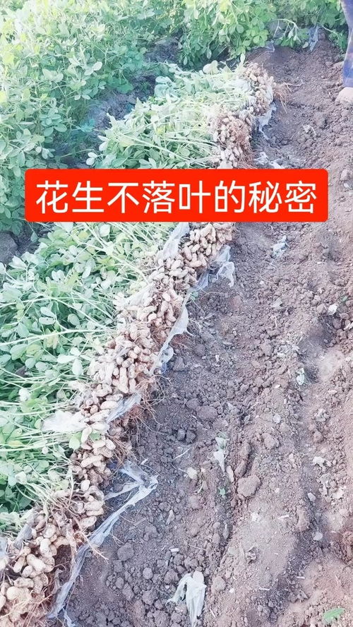 用量怎么算？
