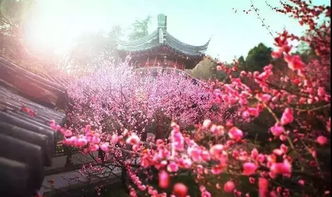 案例分享：海棠树助您养生保健