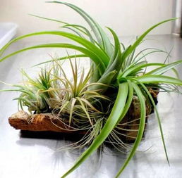 番薯非蕨类，植物界新宠！