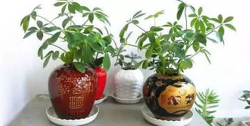 如何让花盆土保持酸性？