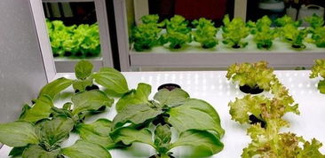 水培蔬菜种植技术，如何让你实现蔬菜自由