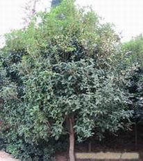 海桐球的简介与特点