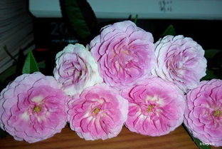 玛姬婶婶月季：阳台上的精致小确幸