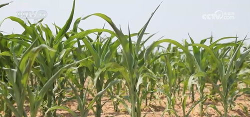 夏日炎炎，苗木如何解渴？