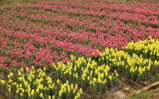 种植规模化：降低成本， 提高利润的秘诀