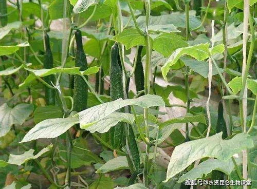 黄瓜一年能种植几次连续种植多少次最适宜